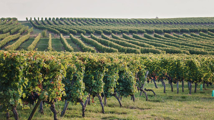 vignoble-monsegur